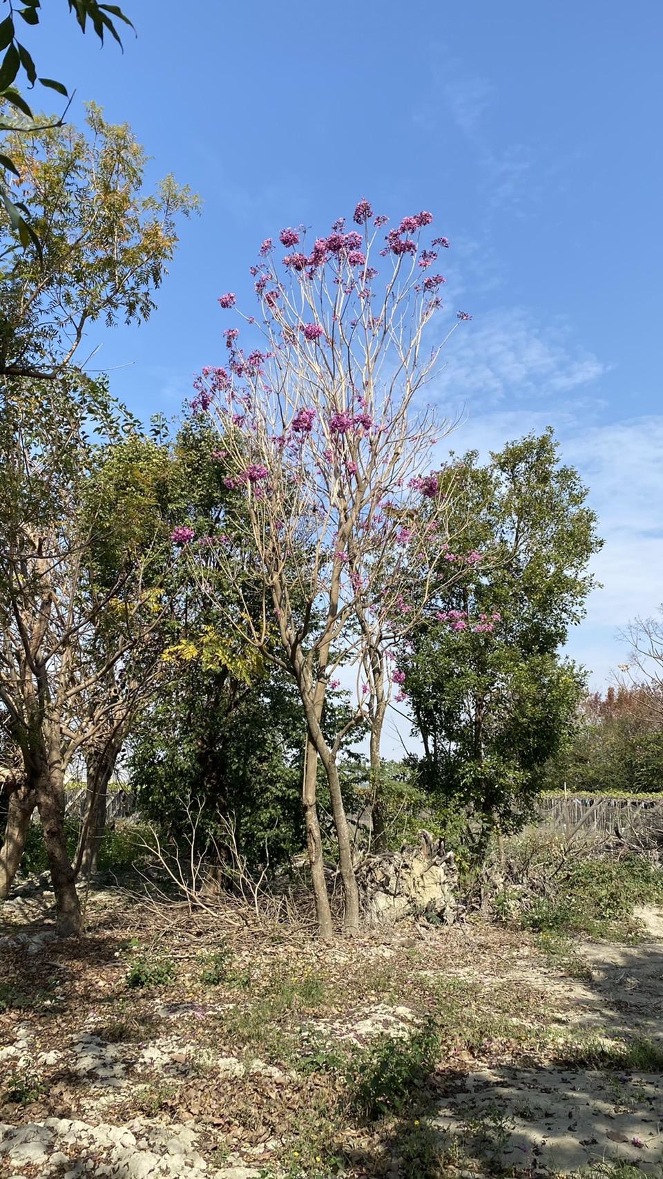 粉紅風鈴木(紅花風鈴木)