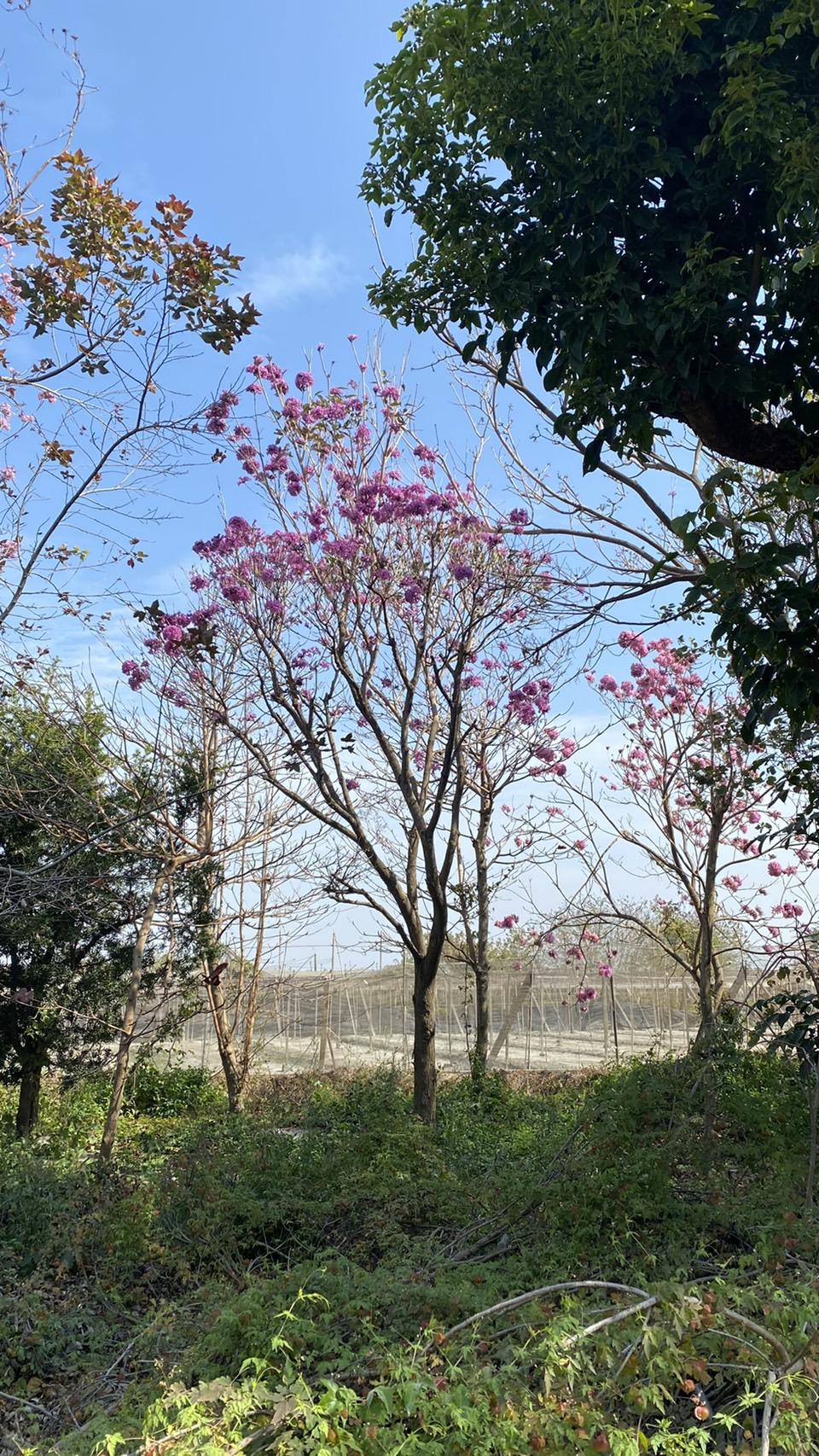 粉紅風鈴木(紅花風鈴木)