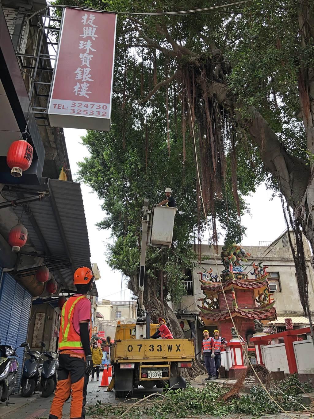 台灣專業團隊在城區執行老樹修剪工作，圖為今天現場所在的后浦內武廟。（李金生攝）