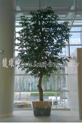 台元科技園區五期-橄欖樹6米