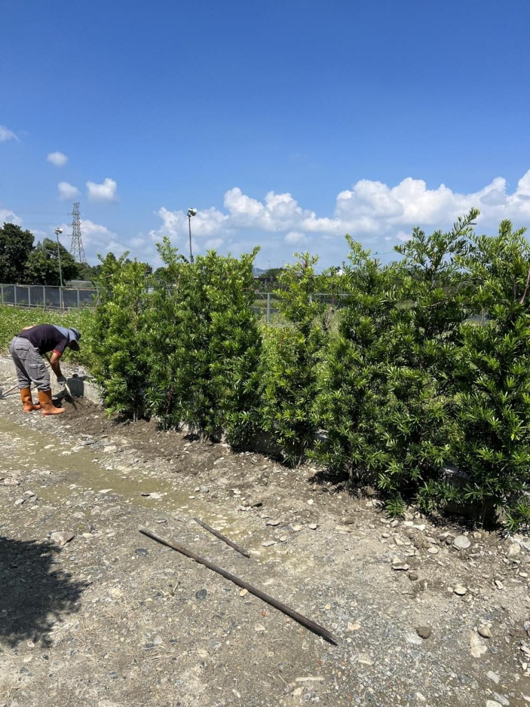 羅漢松樹籬種植工程