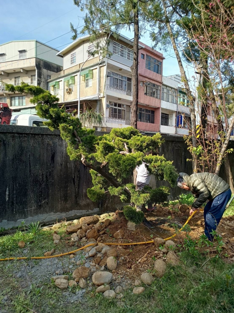 袋裝真柏地植