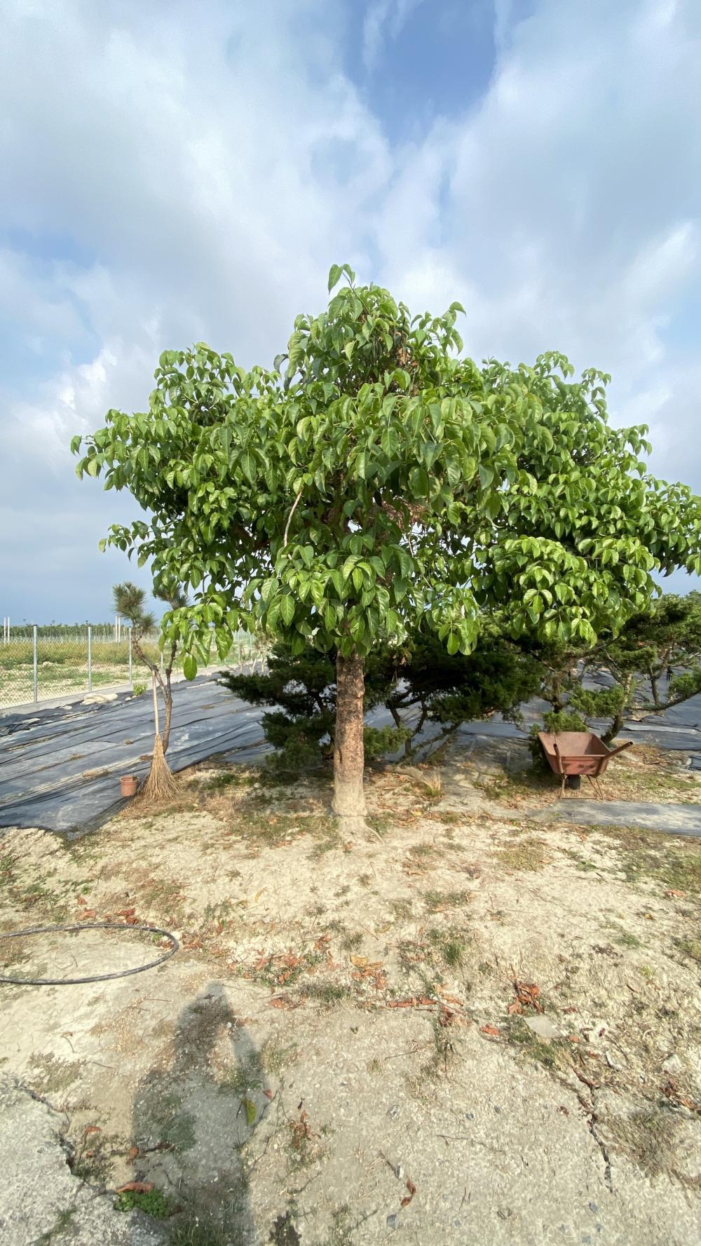 【屏東樹木清運】潮州茄苳樹鋸除清運