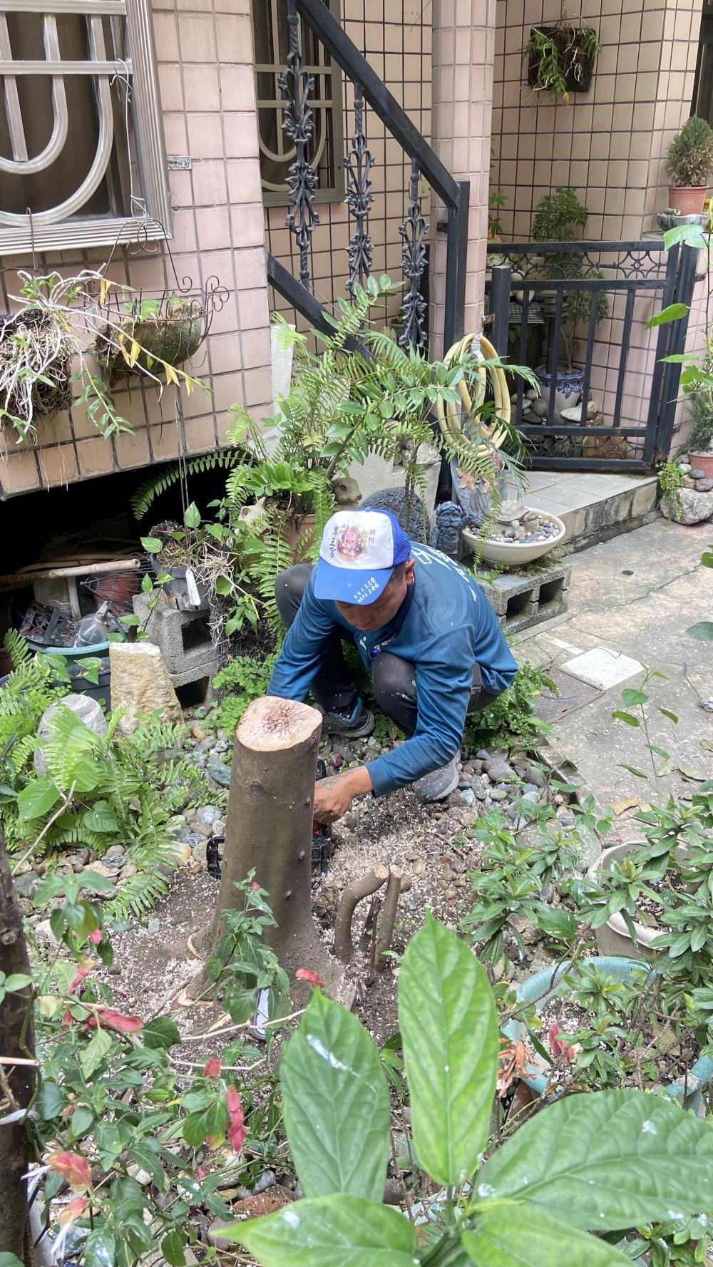 【屏東修剪】復興南路庭院枯樹木修剪清運