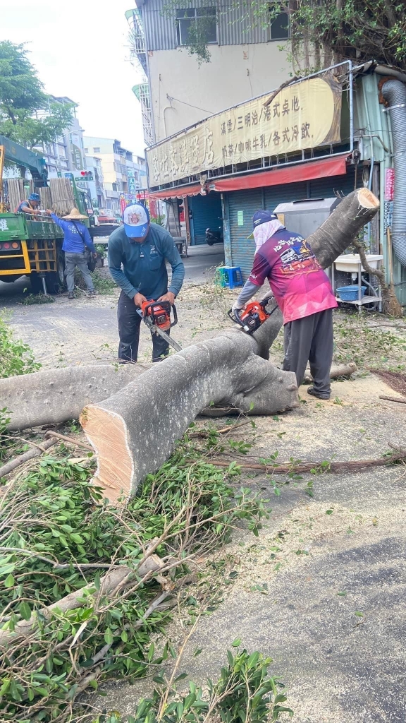 【屏東樹木鋸除】民族路上百年榕樹鋸除清運加灌藥