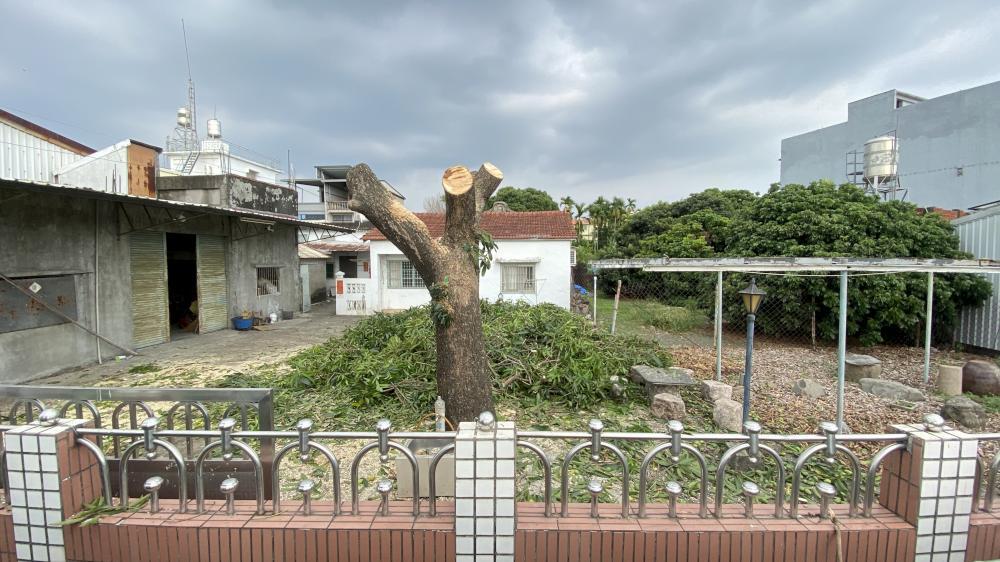 【屏東樹木修剪】潮州八爺里芒果樹矮化修剪