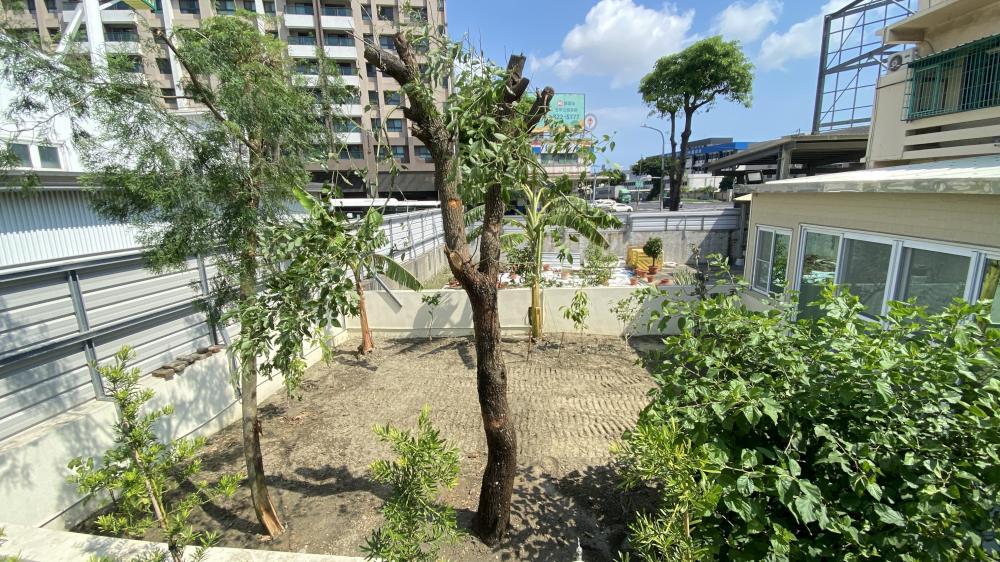 【小港樹木移植】庭院樹木移植及除草整地