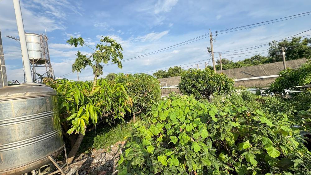 【林邊除草】魚塭旁小果園除草整理