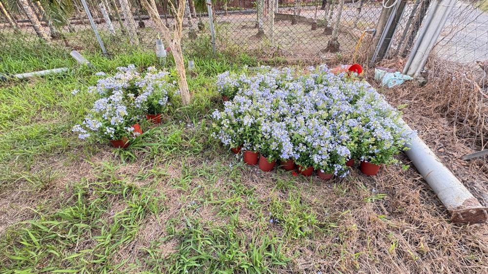 【萬巒草皮種植】農舍圍籬邊藍雪花植栽種植