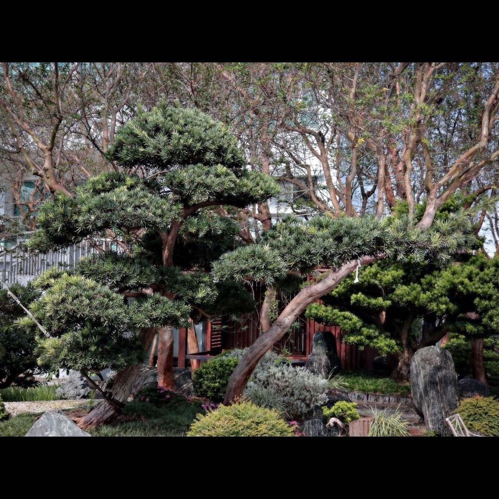 日本羅漢松